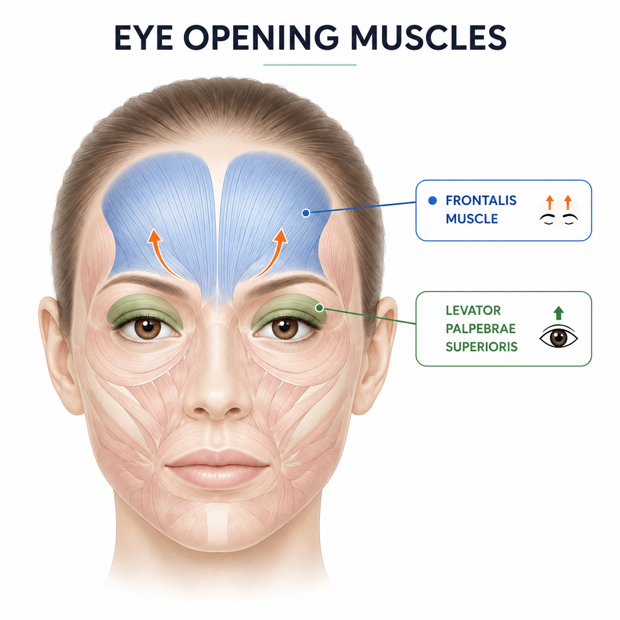 Why Do Your Eyes Feel Heavy After Forehead Botox? Does Botox Spread to the Eyeli